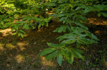 photo de feuilles de chtaignier massif des maures