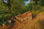 photo de chtaigneraie du massif des maures