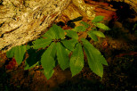 photo de feuilles de chtaignier massif des maures