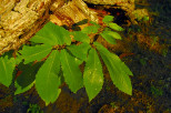 photographie feuilles chataignier