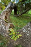 photographie feuilles de chataignier