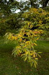 photo de feuilles de chtaignier