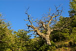 Image de chtaignier dans la fort du Massif des Maures