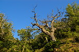 Photo de chtaignier dans la fort du Massif des Maures