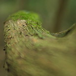 Photo abstraite d'un tronc d'arbousier