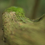 Image of the branch of an arbutus tree