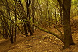 Photograph of autumn in Provence forest