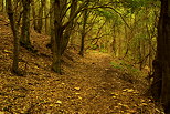 Image de la foret de la chartreuse de la verne