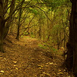 Photo de la foret de la chartreuse de la verne