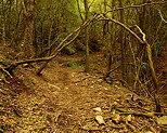 Photographie de la foret de la chartreuse de la verne