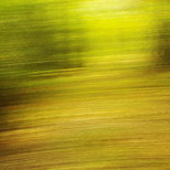 Photographie abstraite de la fort du Massif des Maures en automne