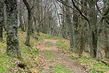 Photographie d'un chemin  travers la fort du Massif des Maures