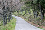 Photo d'une petite route de montagne dans la fort du Massif des Maures