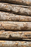 Image de grumes de bois empiles