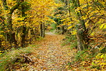 Photo d'un chemin d'automne dans la fort du Massif des Maures