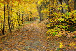 Image d'un chemin d'automne dans la fort du Massif des Maures