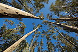 Photo d'une fort d'eucalyptus en Haute Corse