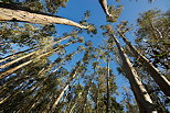 Photographie d'eucalyptus dans la forêt de Haute Corse