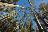 Photograph of eucalyptus trees in North Corsica forest