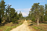 Image d'une route forestire  travers la fort de Casabianda en Haute Corse