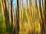 Abstract image of light in eucalyptus forest - North Corsica