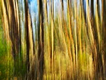 Photo abstraite d'une fort d'eucalyptus en Haute Corse