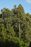 Photo d'eucalyptus dans le Massif des Maures