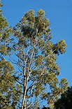 Image d'un eucalyptus sur fond de ciel bleu - Massif des Maures