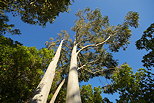 Image d'eucalyptus dans la fort du Massif des Maures