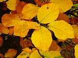 Photo de feuilles d'automne