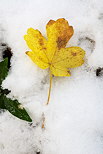 Photographie d'une feuille d'automne sur la neige