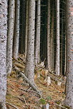 Photographie de troncs de conifres dans une foret de montagne en Haute Savoie