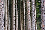 Photo de troncs de conifères dans une forêt de montagne en Haute Savoie