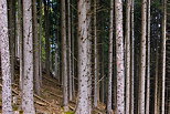 Photographie de troncs de conifres dans une fort de montagne en Haute Savoie