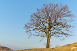 Photo d'un arbre solitaire sur fond de ciel bleu prs de Chaumont en Haute Savoie