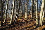 Image of a decideous forest in winter on Vuache mountain