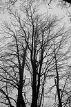 Image of trees silhouettes in the mist on Vuache mountain