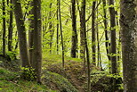 Photo de la forêt au bord du Rhône autour d'Arcine en Haute Savoie