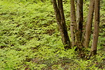 Image d'un sol forestier couvert de verdure au printemps - Arcine - Haute Savoie