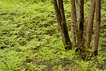Image of the green forest ground at springtime