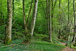 Photo de la fort le long du Chran dans le Massif des Bauges