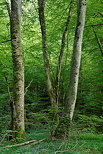 Photo d'arbres dans la fort au bord de la rivire du Chran dans le Massif des Bauges