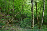 Photographie de la fort le long de la rivire du Chran dans le Massif des Bauges