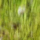 Photo avec flou de bougé sur un tronc recouvert de mousse dans la forêt de la Valserine