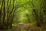 Photograph of an underwood path at springtime