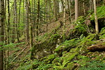 Photographie de la fort de montagne de la valle de la Valserine dans le Parc Naturel Rgional du Haut Jura