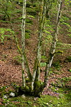 Photographie d'un arbre à plusieurs troncs dans la forêt de la Valserine