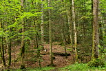 Image of the forest in french Jura around Herisson river