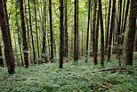 Image des arbres et du sol de la fort de la Valserine