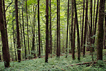 Picture of the green Valserine forest in summer